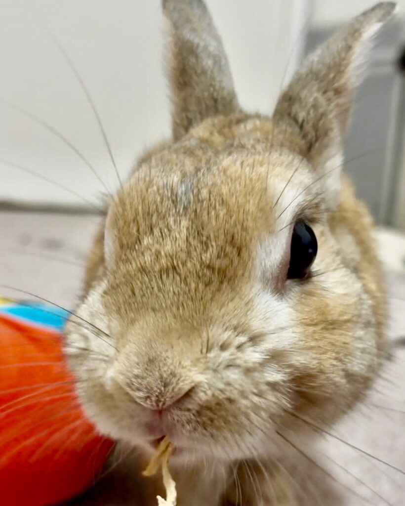 パパイヤを食べるうさぎ