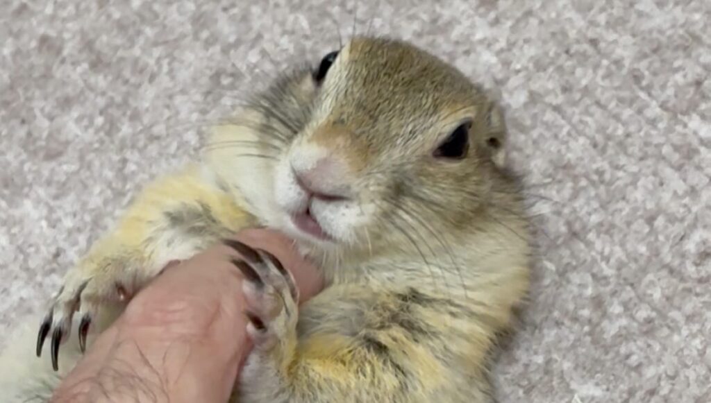 仰向けのリチャードソンジリス