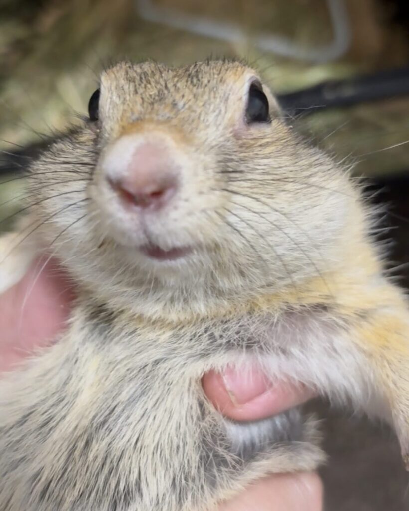 口パンパンなリチャードソンジリス
