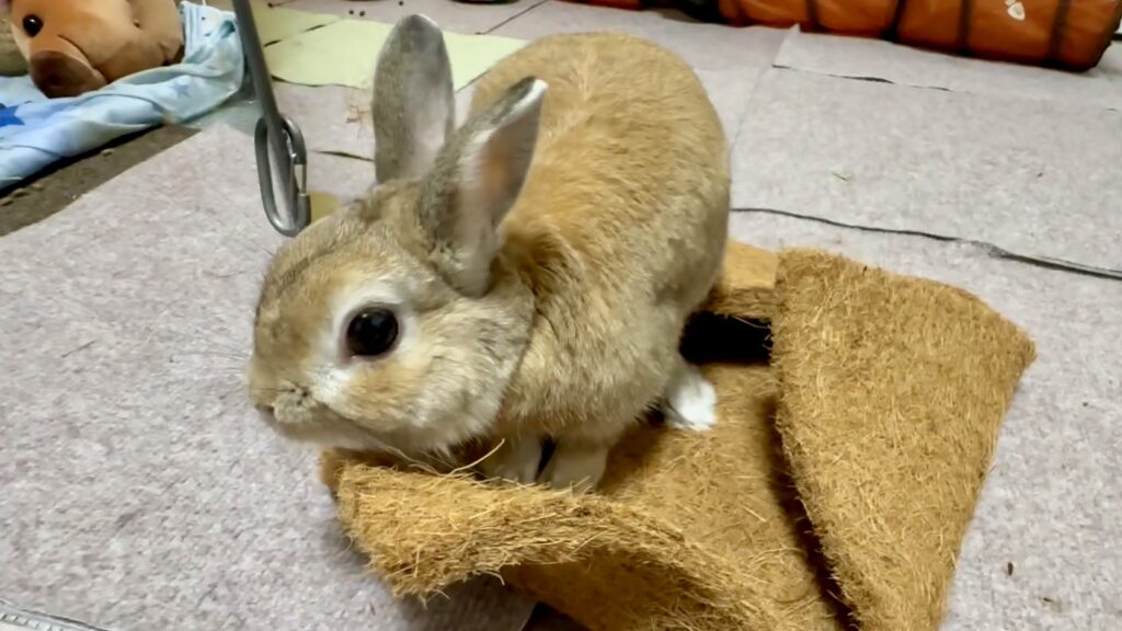 ホリホリマットで遊ぶうさぎ