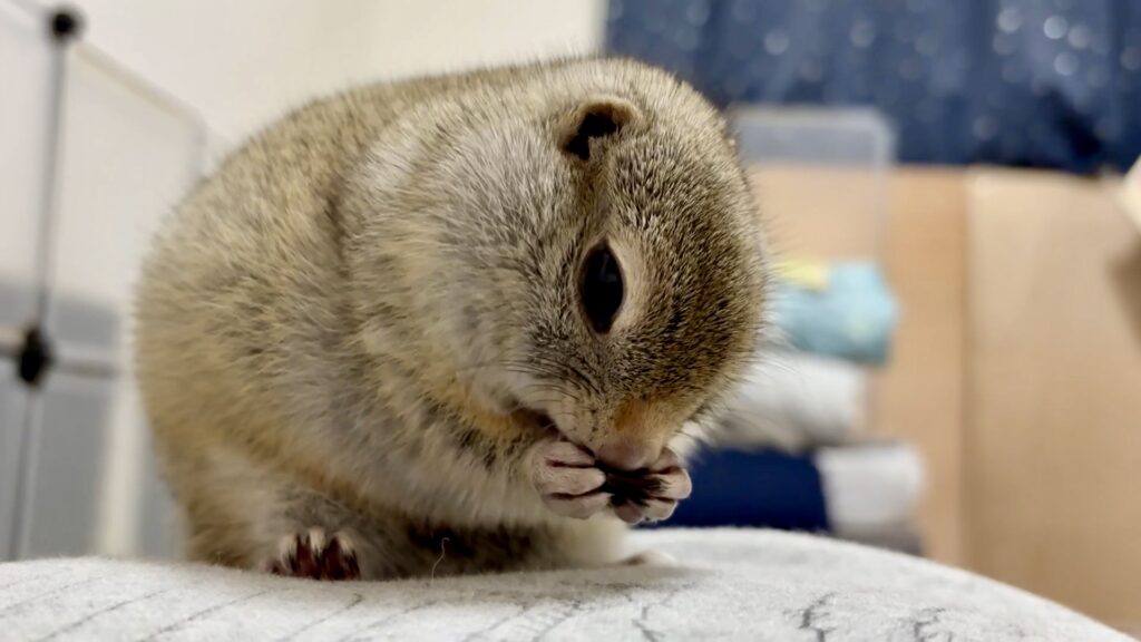 リチャードソンジリスが丸まってる