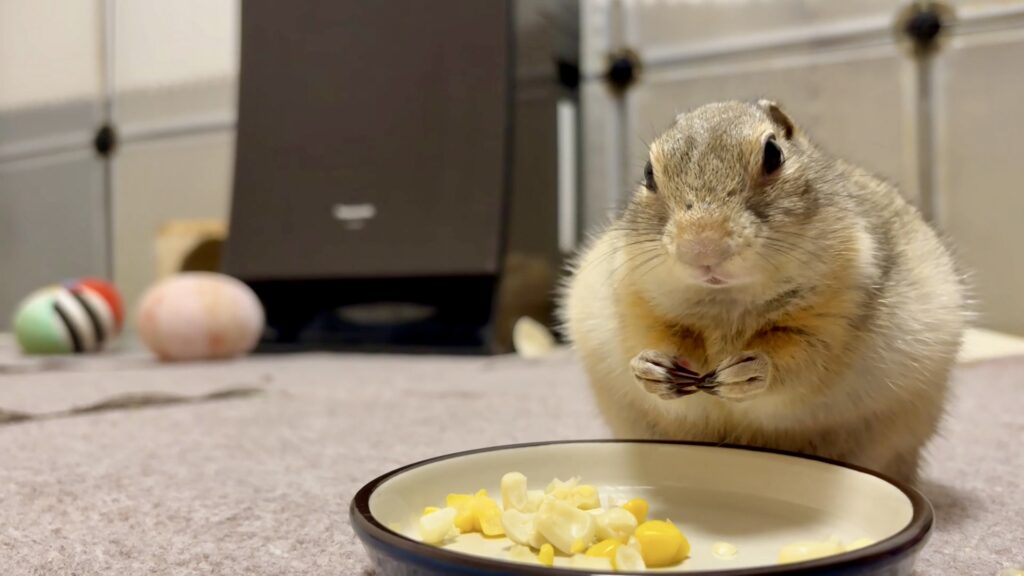 コーンを食べてるリチャードソンジリス