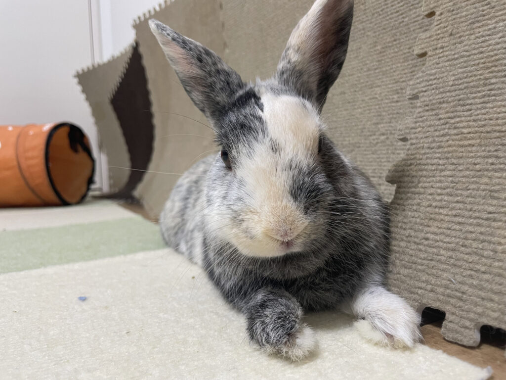 伸びているうさぎ