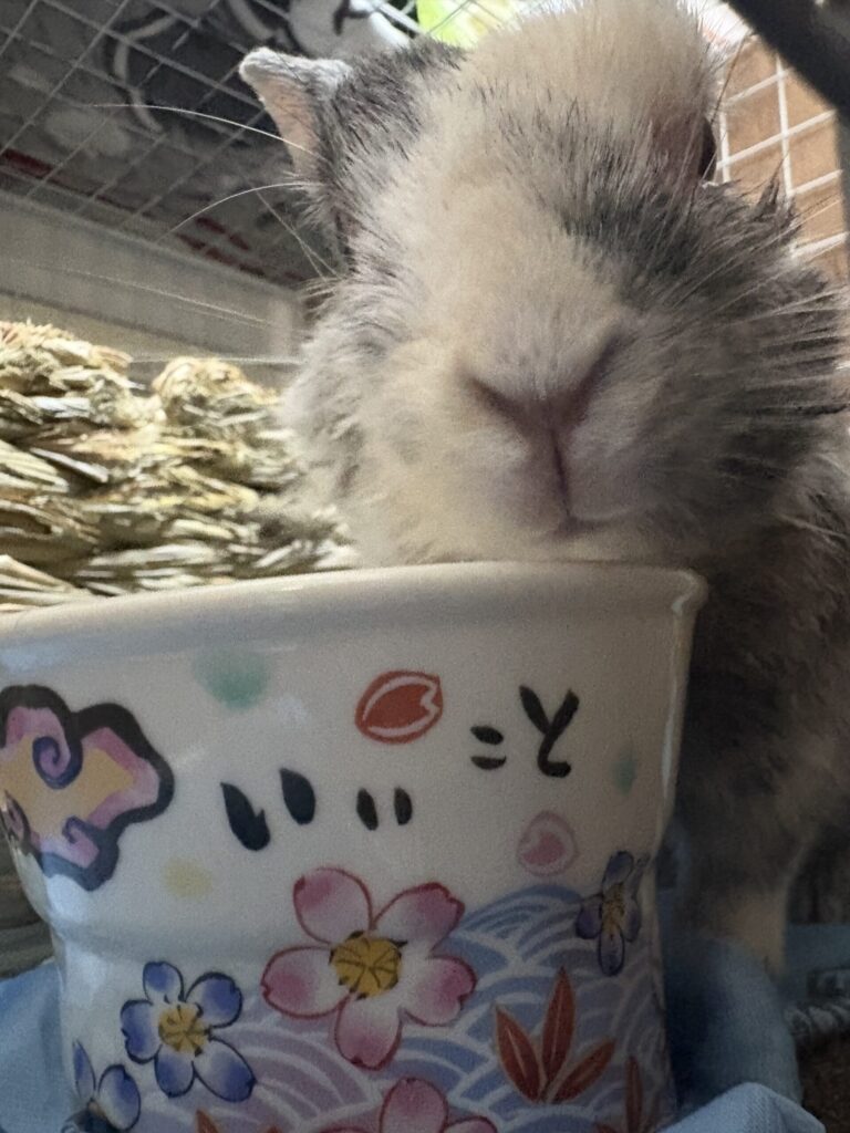 おやつをたべているうさぎ