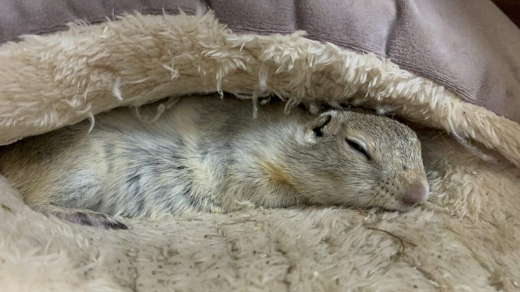 クッションで寝ているリチャードソンジリス