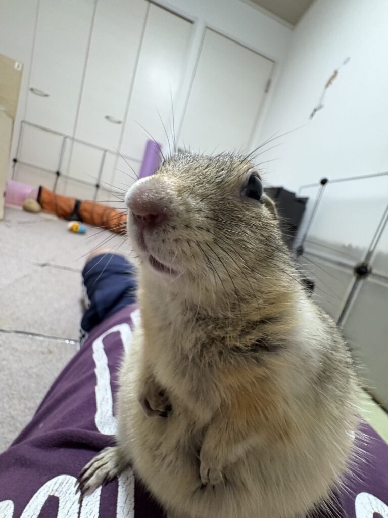 リチャードソンジリスが立っている