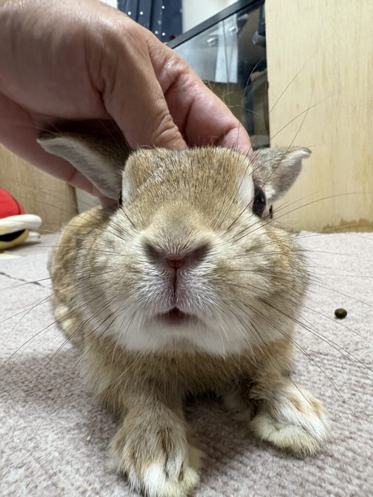 ナデナデされているうさぎ