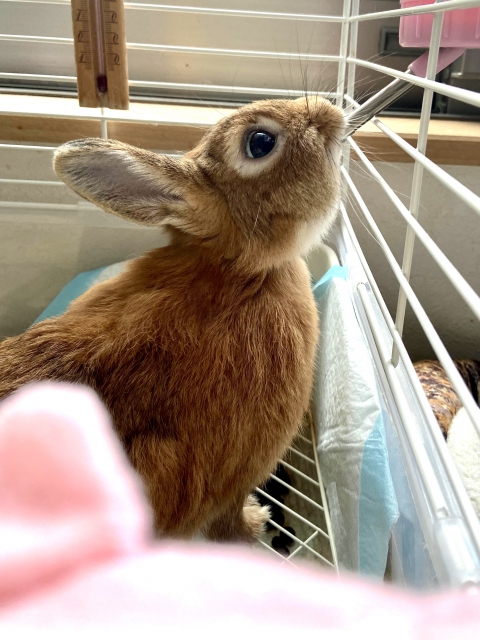 ケージの中で水を飲むうさぎ