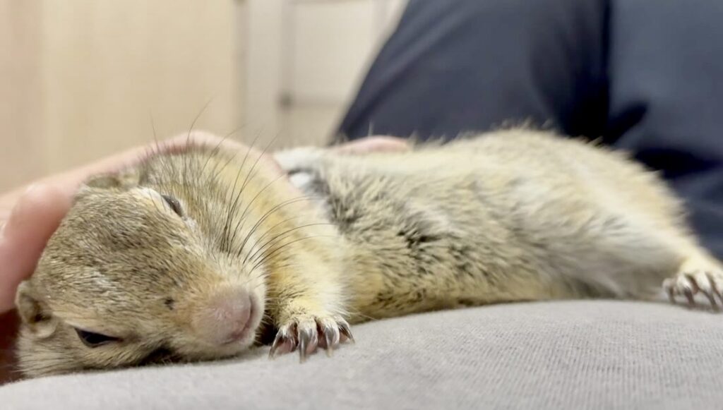 飼い主のお腹の上で寝そうになっているリチャードソンジリス