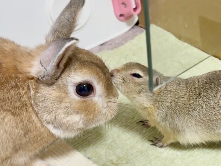 うさぎとリチャードソンジリス