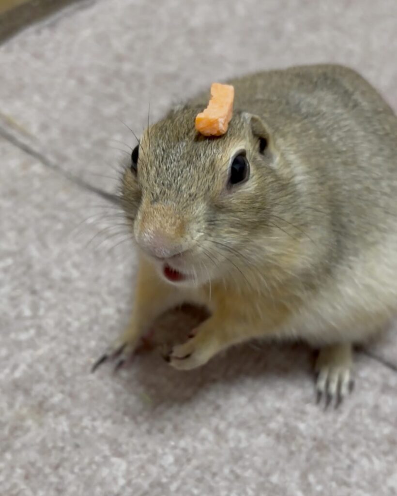 ドライにんじんを頭の上に乗せているリチャードソンジリス