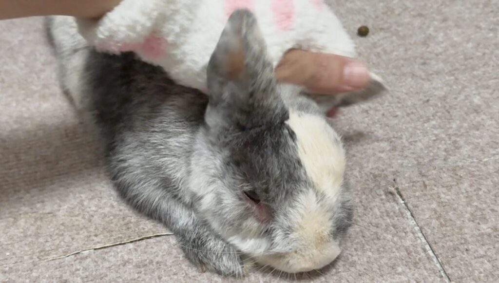 ブラッシングしているうさぎ