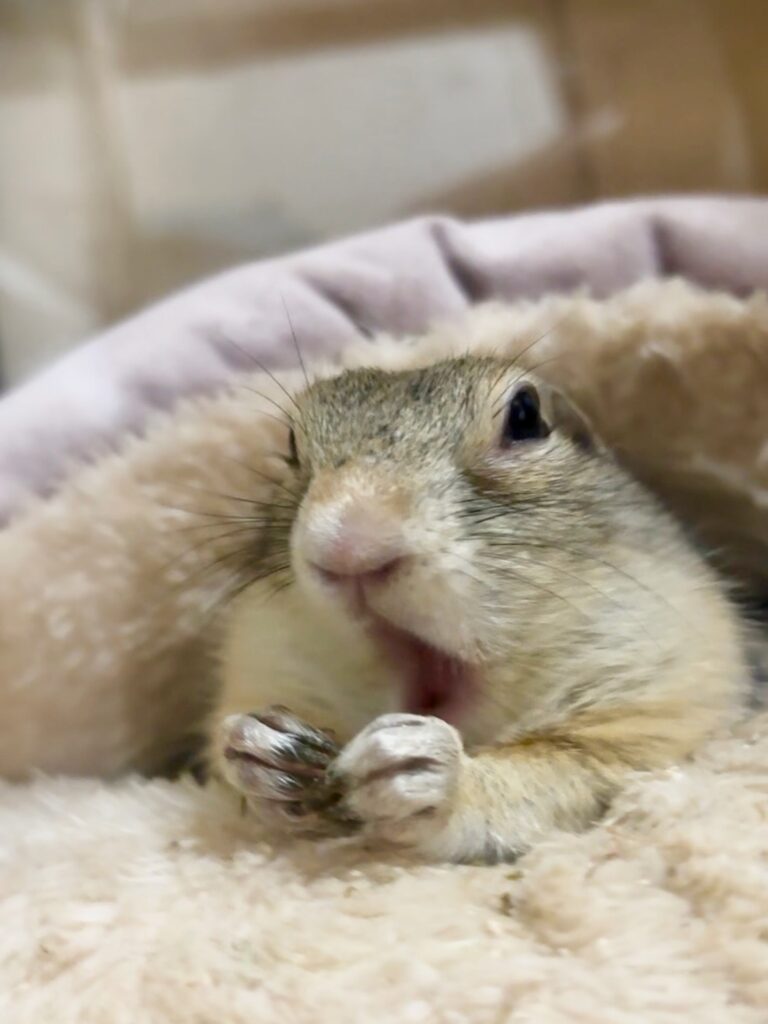 クッションの中でおやつを食べるリチャードソンジリス
