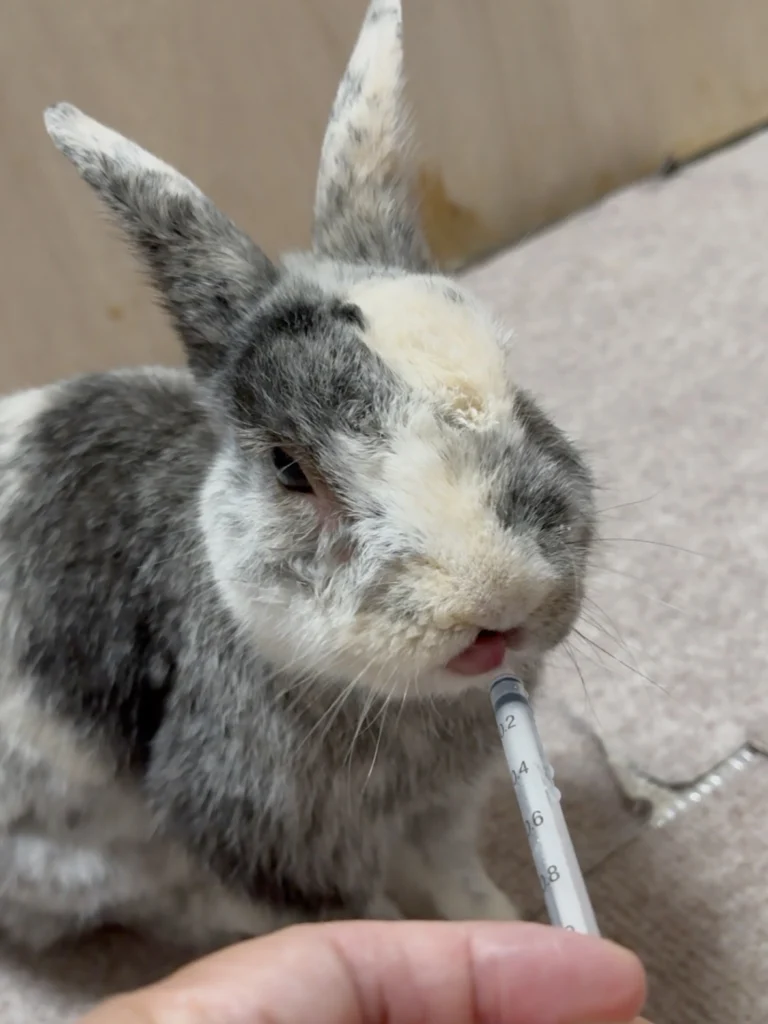 うさぎの病気まとめ｜初心者が知っておくべき初期症状と予防対策