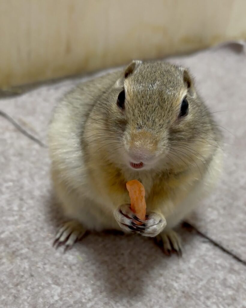 ドライにんじんを食べているリチャードソンジリス