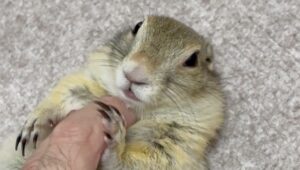 仰向けのリチャードソンジリス