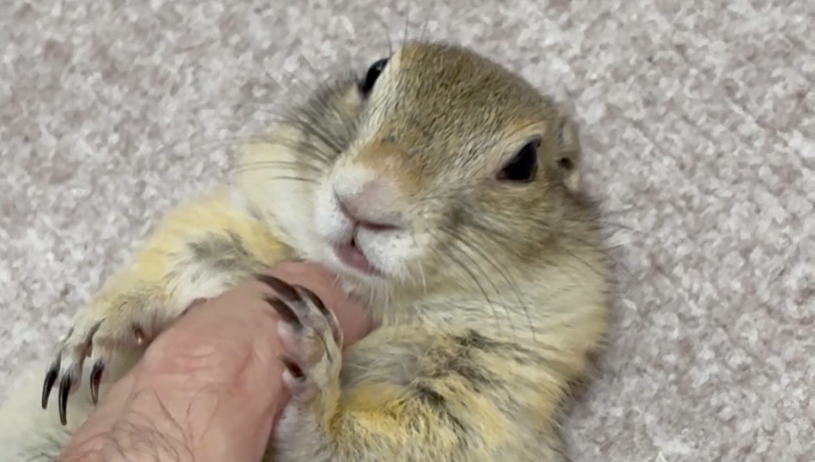 仰向けに寝転んで飼い主の手にじゃれているリチャードソンジリス