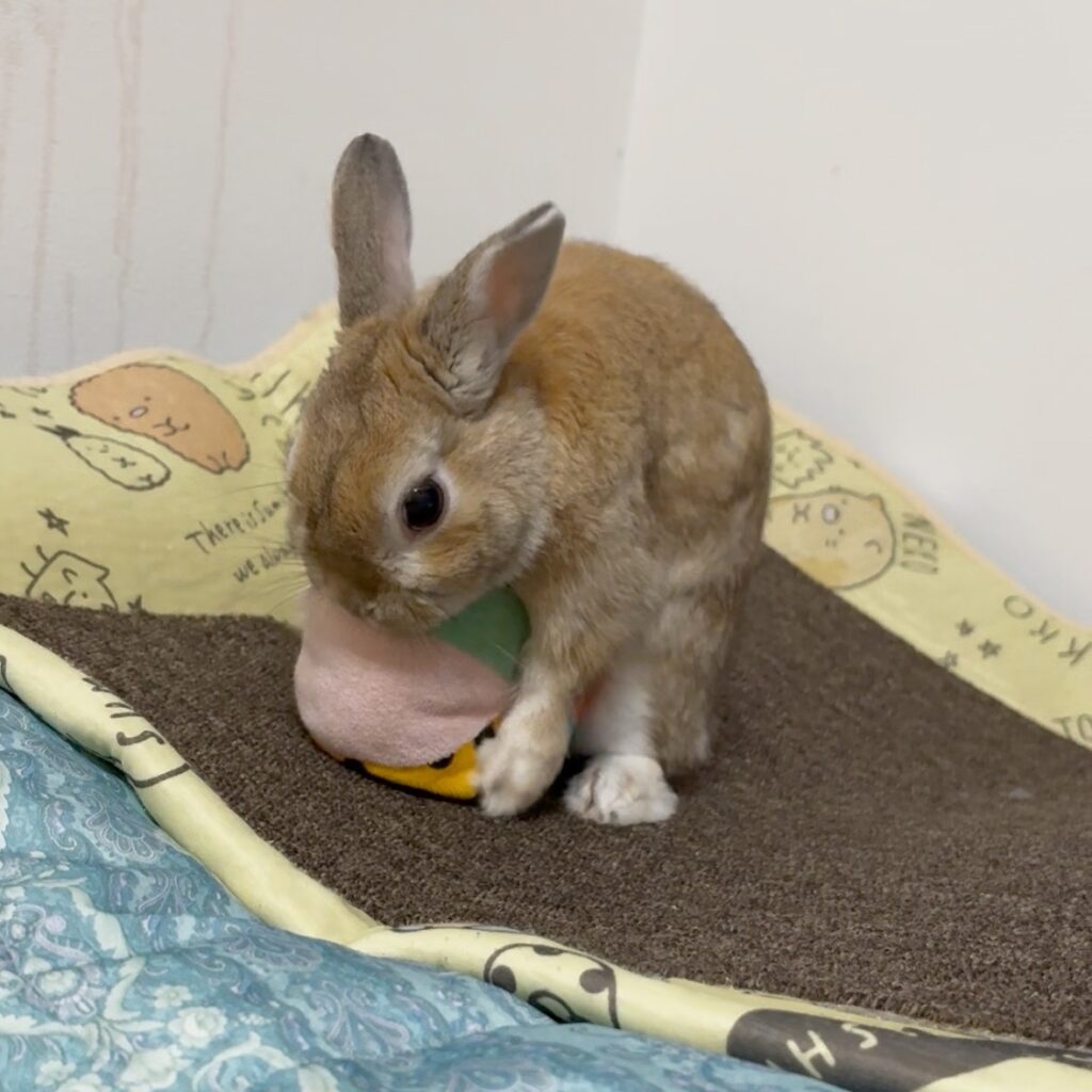 おもちゃを前足で抱えて遊ぶうさぎ