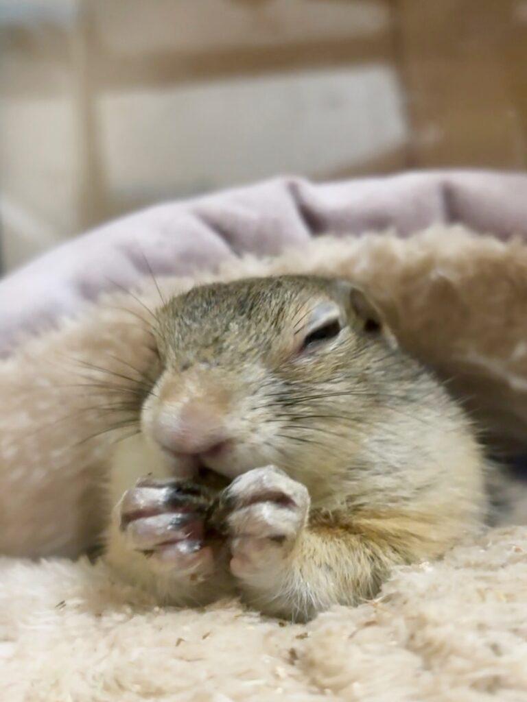 クッションの中でペレットを食べているリチャードソンジリス