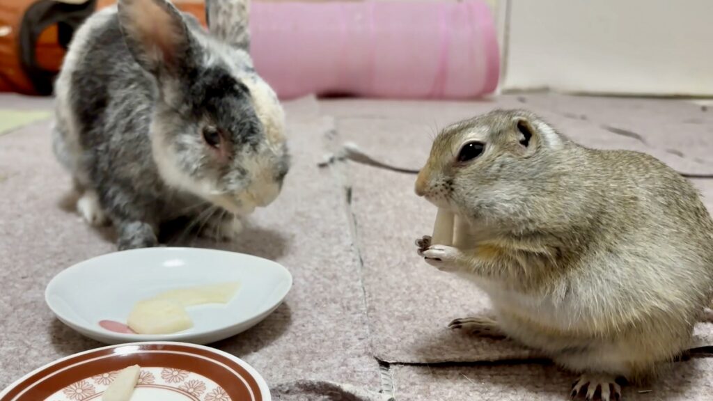 うさぎとリチャード村ジリスが一緒に梨を食べている