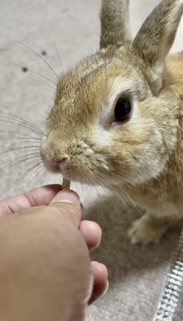 うさぎにおやつをあげようとしている写真