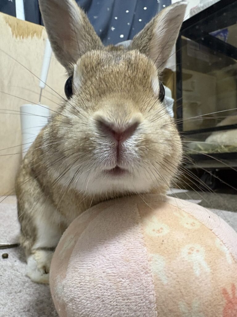 ボールで遊ぶうさぎ