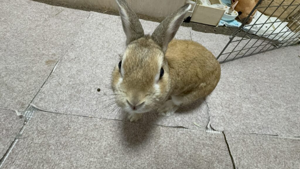 部屋んぽ中のうさぎがこちらを見る様子