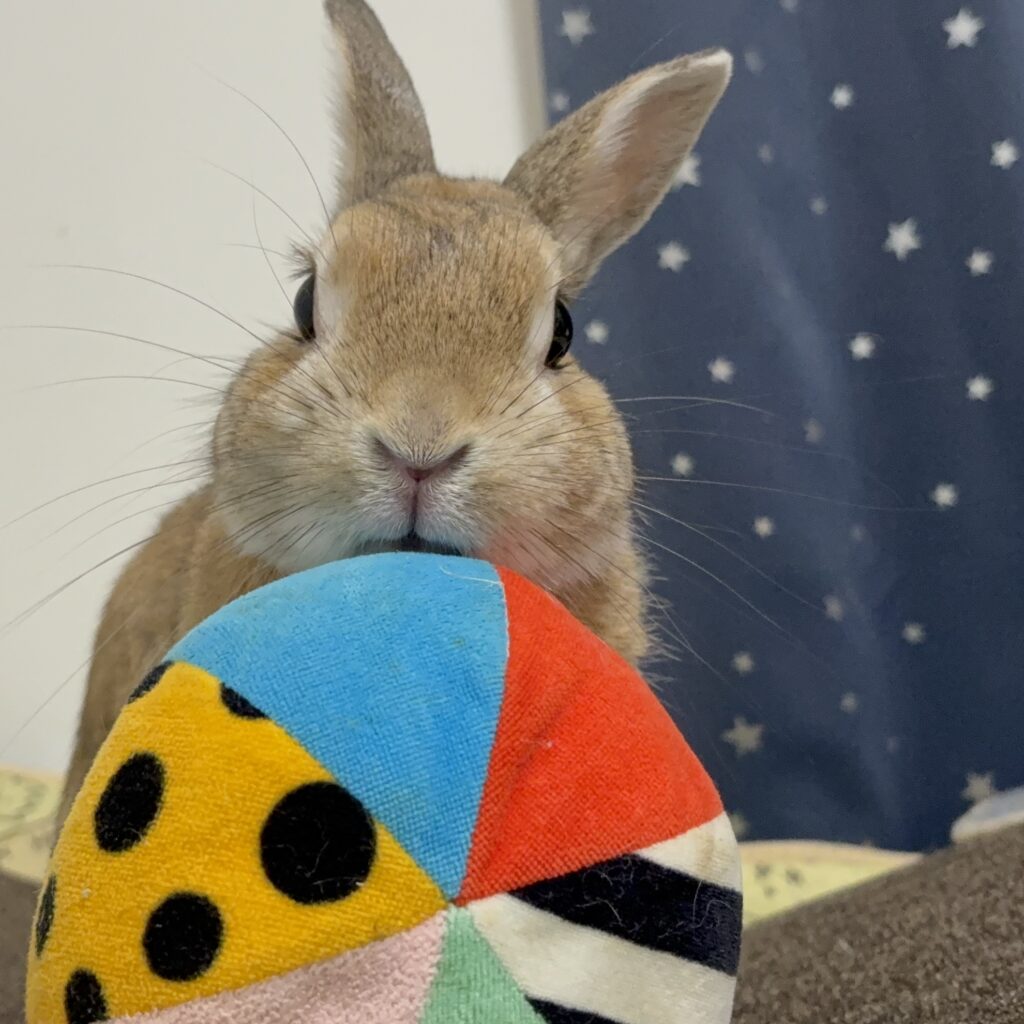 ボールをとうさぎのドアップ