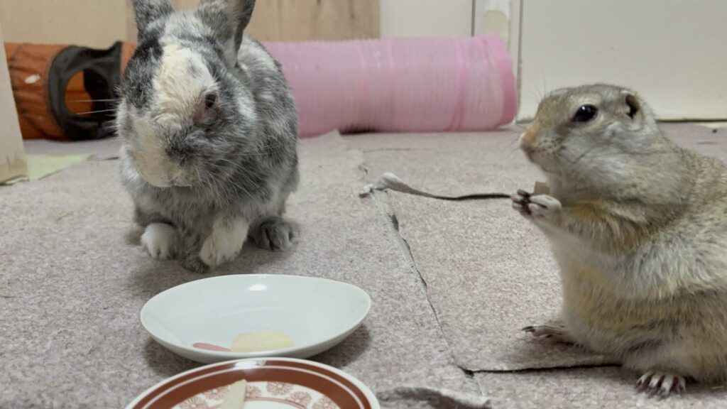 梨を一緒に食べてるうさぎとリチャードソンジリス