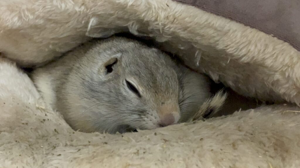 クッションで寝ているリチャードソンジリス
