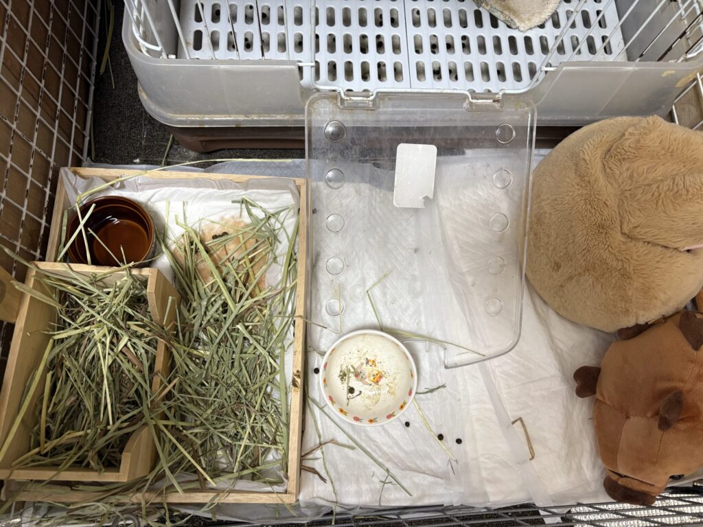 うさぎのケージ内 掃除前の様子