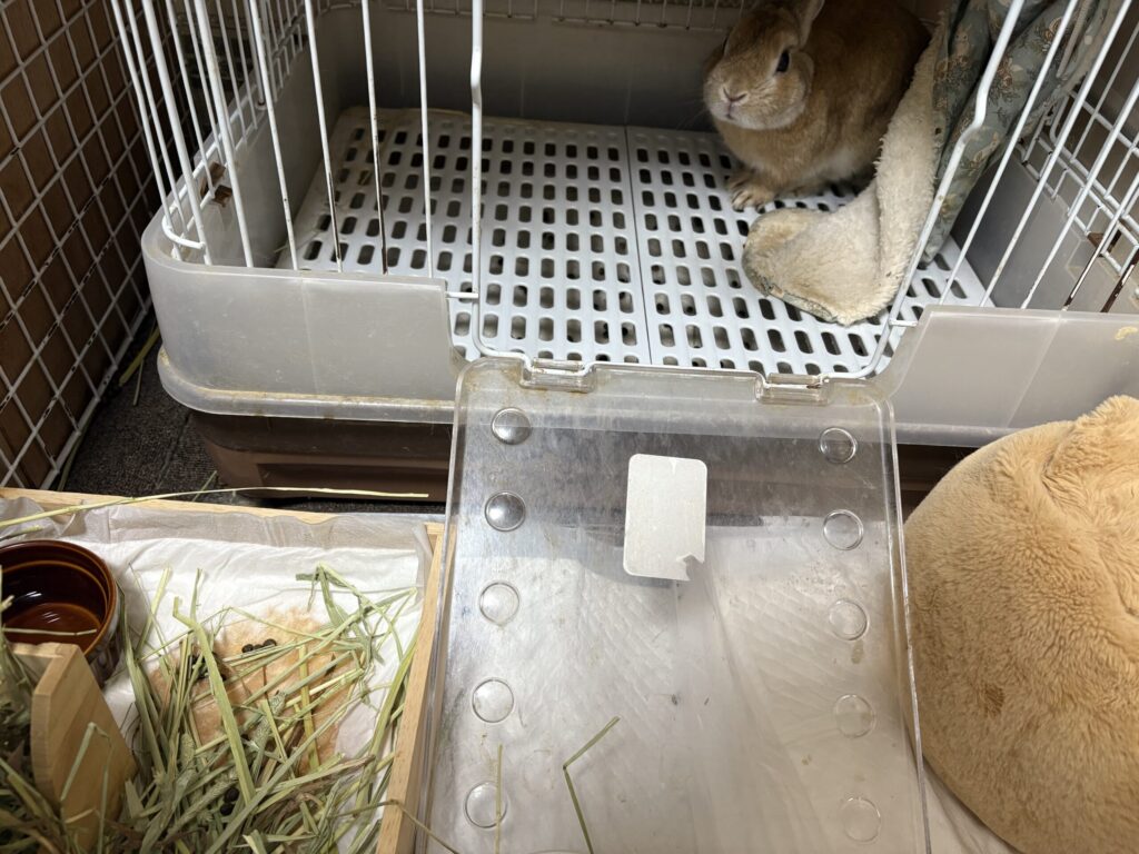 ウサギのゲージの横にペットシートを敷いている様子