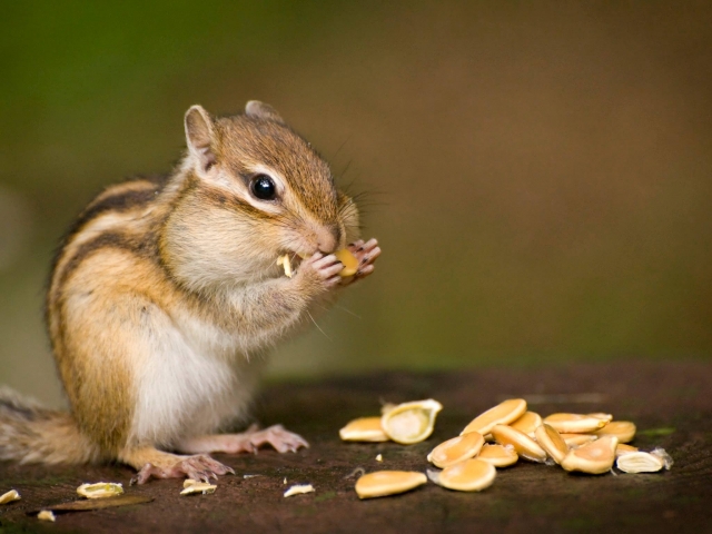 木の実を前にして食べるシマリス