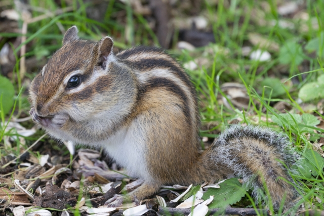 木の上に座り周囲を警戒するシマリス