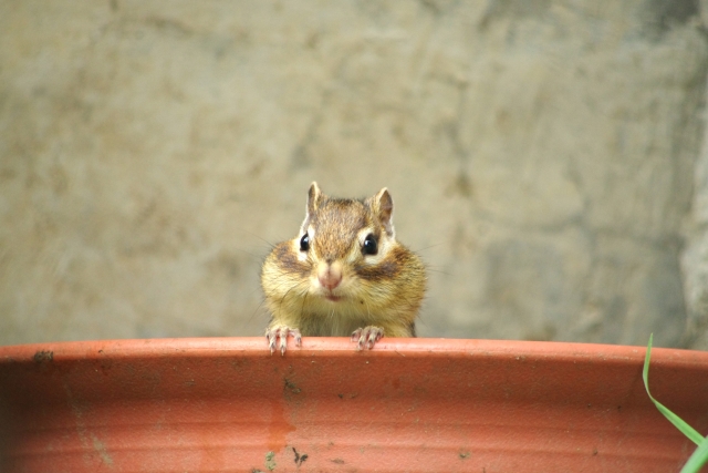 正面に座ってこちらを見つめるシマリス
