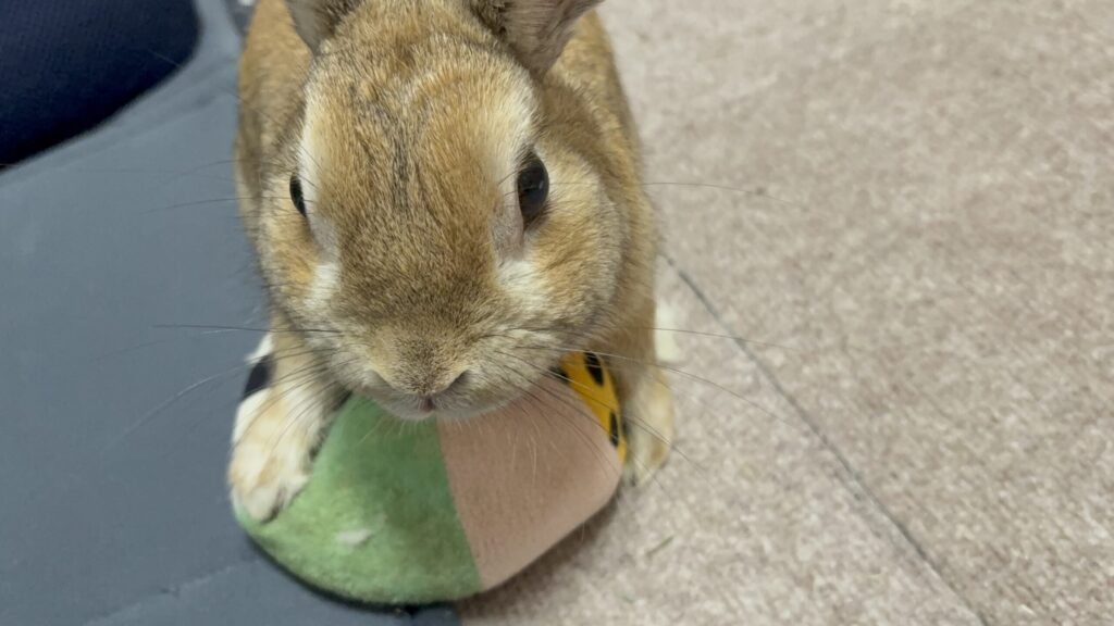 ネザーランドドワーフのうさぎ「ひすい」がチモシーを食べているアップ写真。丸い目と小さな口元が愛らしい。