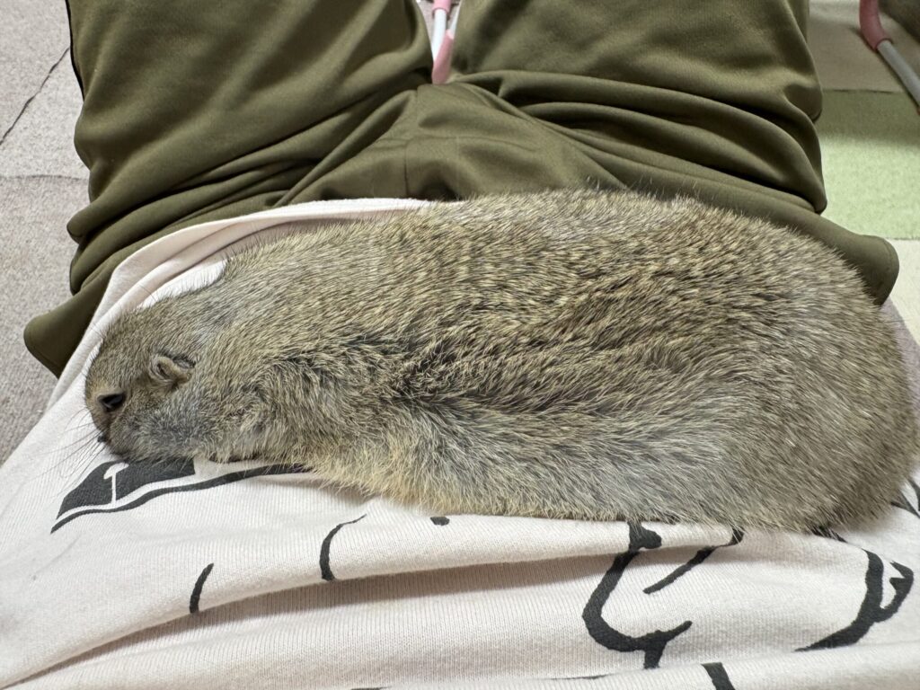 飼い主のお腹の上に乗っているリチャードソンジリス