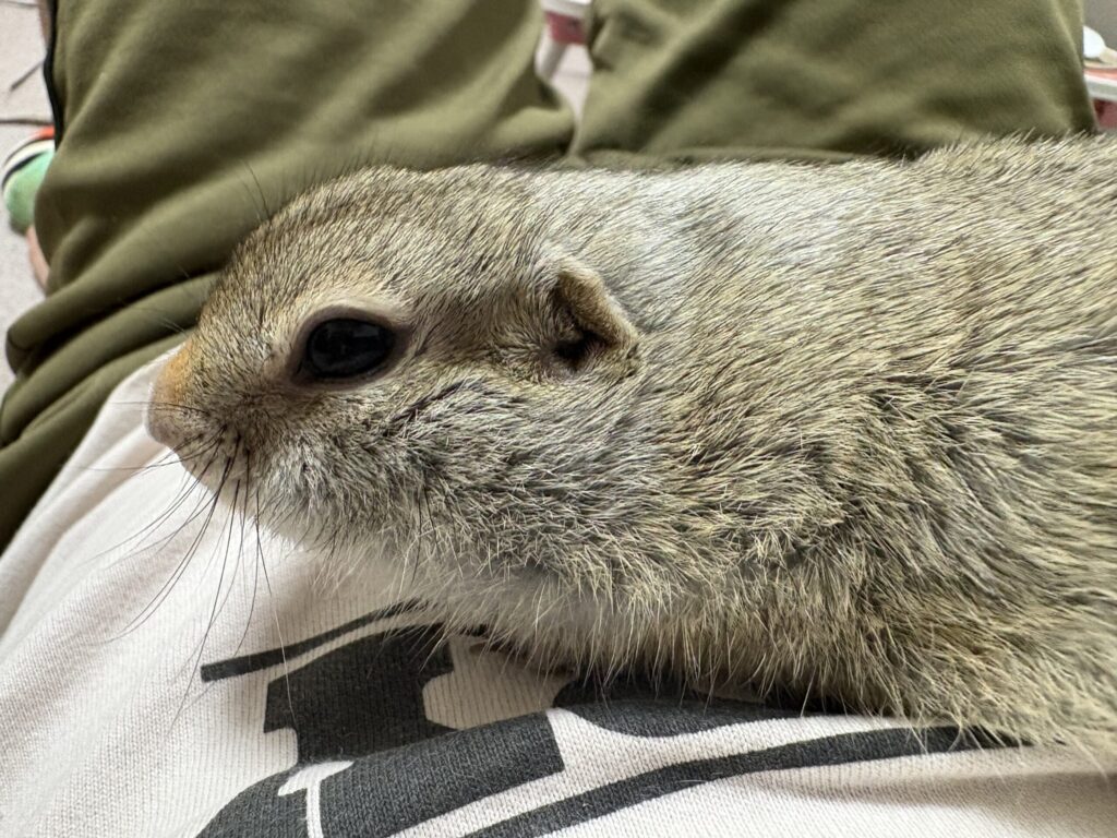 リチャードソンジリスが横になってくつろいでいる写真。リラックスした姿が伝わる。