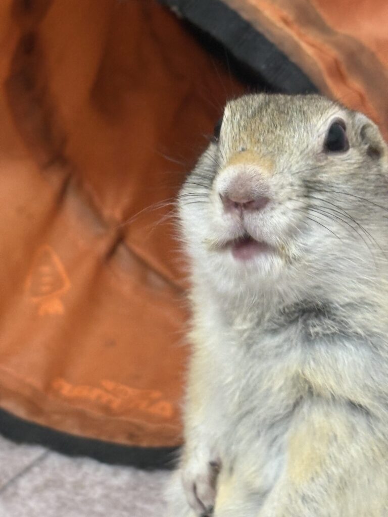 こっちに振り向くチリャーどソンジリス