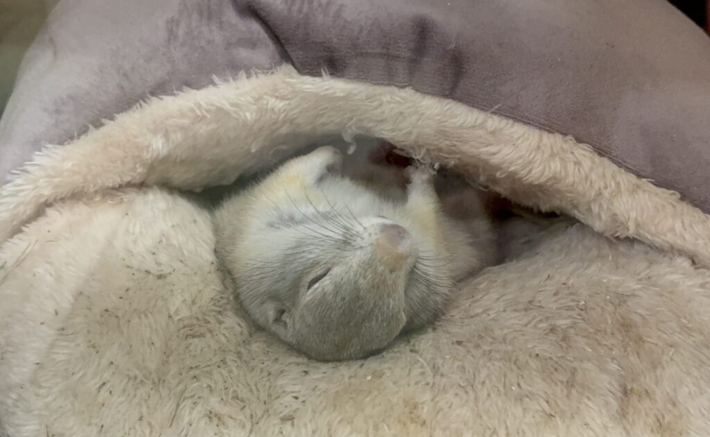リチャードソンジリスがクッションでへそ天で眠っている様子