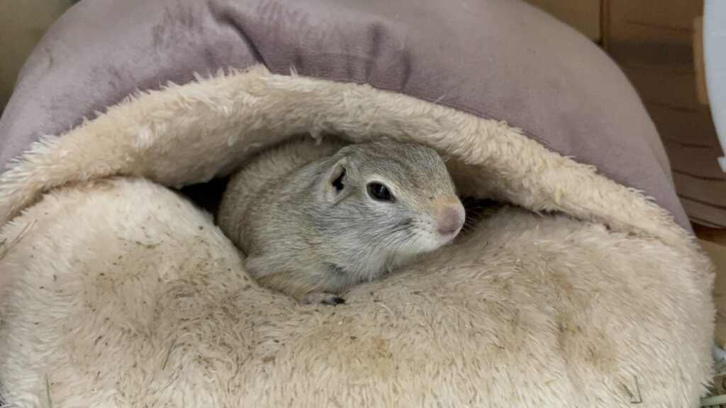 ふわふわのベッドでくつろぐリチャードソンジリス