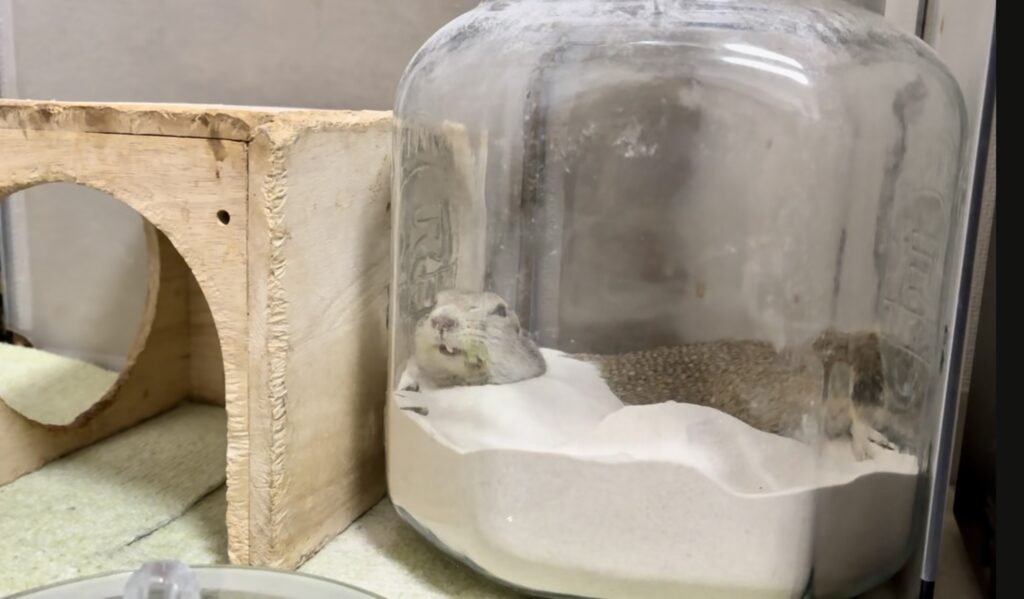ガラスの米櫃を砂浴び容器として使っているリチャードソンジリスの飼育環境