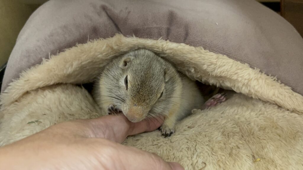クッションの上で丸まって休んでいるリチャードソンジリスの写真。安心してくつろぐ姿。