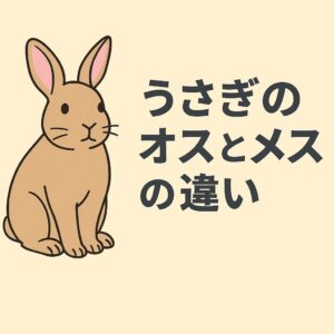うさぎのオスとメスの違いを解説するイラストアイキャッチ