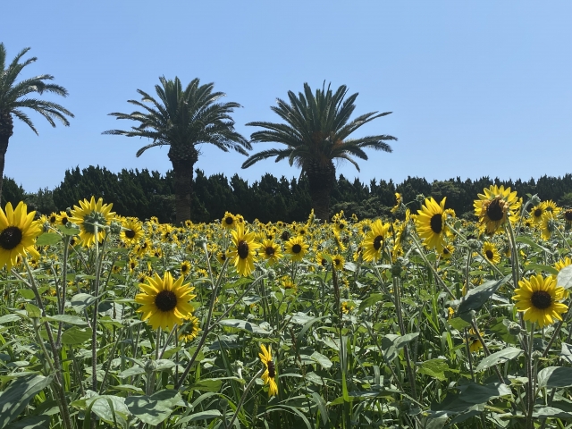 青空の下、満開のひまわり畑の奥にヤシの木が並ぶ夏の風景