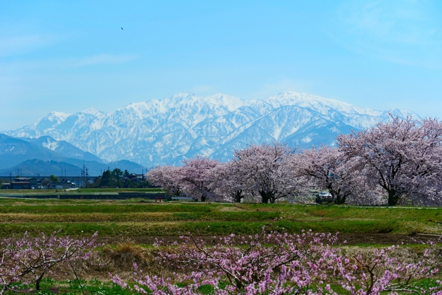 桜が咲き誇る手前に広がる田園と、その奥にそびえる北アルプスの山々の風景