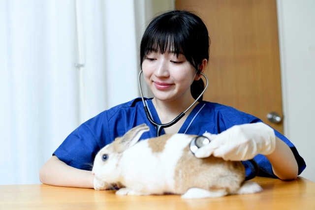 女性獣医師がうさぎを優しく抱えている写真。うさぎの診察やペット保険の対応病院をイメージした画像。