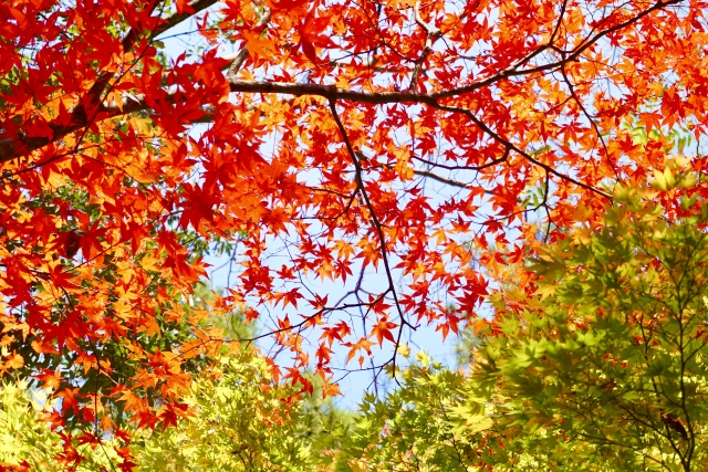 真っ赤に色づいた紅葉の葉と、その奥に広がる青空の美しいコントラスト