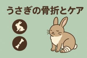 足に包帯を巻いたうさぎが穏やかに座っているイラスト。左側に骨とシルエットのアイコンが配置された、うさぎの骨折ケアをテーマにした画像。