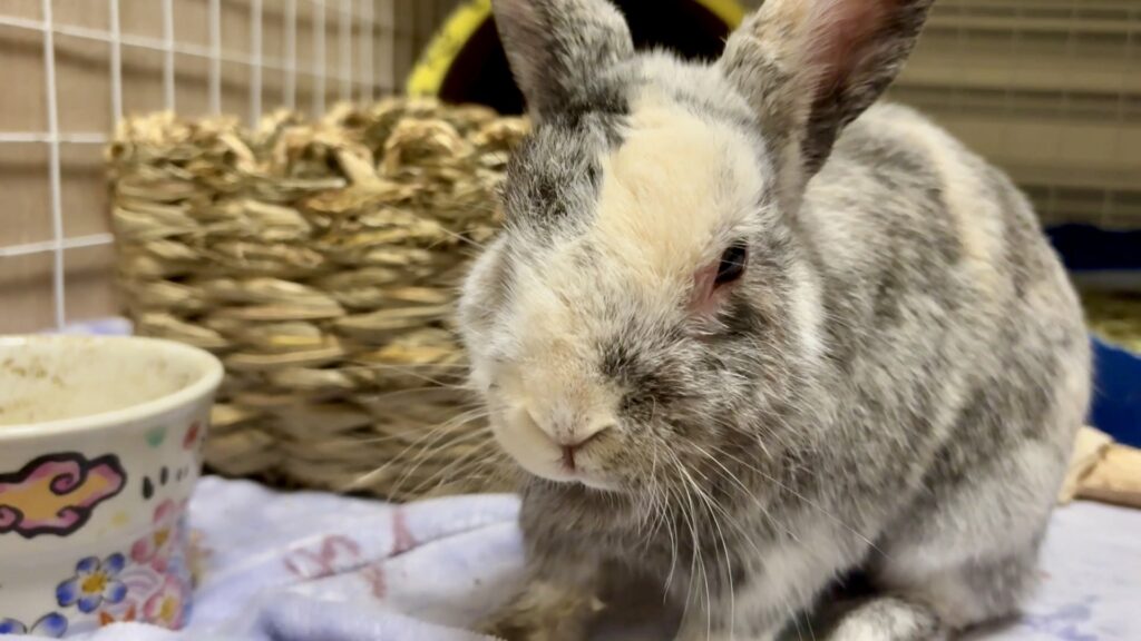 うさぎがくしゃみをしたり鼻水を垂らすときはスナッフルズ(上部気道感染症)の可能性があります。早めの受診と環境の見直しで重症化を防ぎましょう。